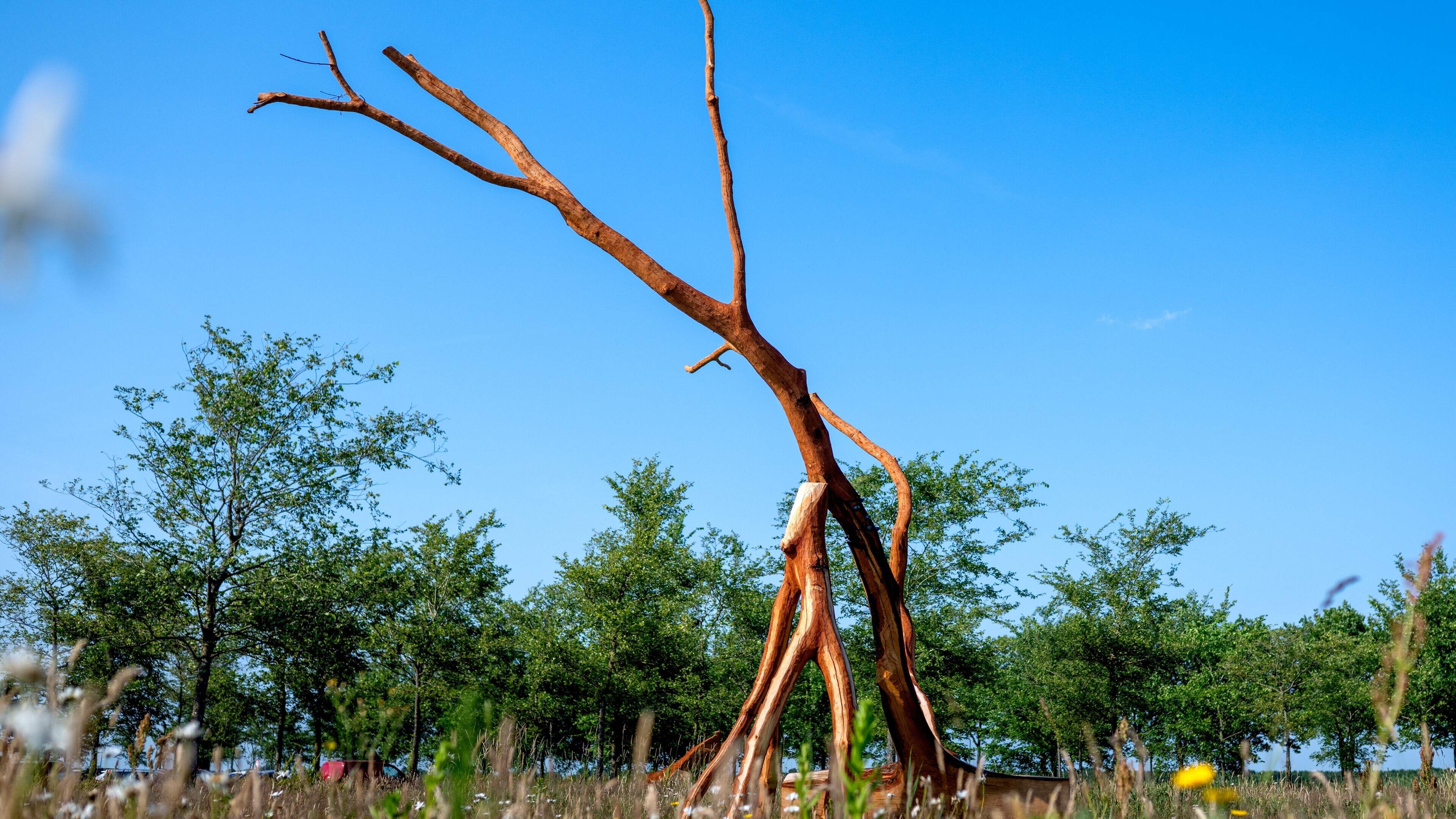 Beeldhouwster Mari Shields eert boom uit Wijnjewoude: ’Het is een kunstwerk van de natuur’